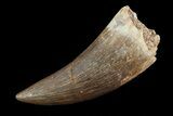 Fossil Plesiosaur (Zarafasaura) Tooth - Morocco #81584-1